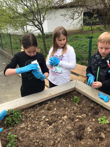 Projekt Schulgarten - 3. Kl