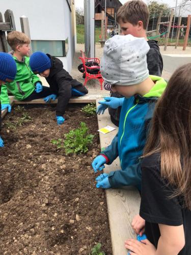 Projekt Schulgarten - 3. Kl